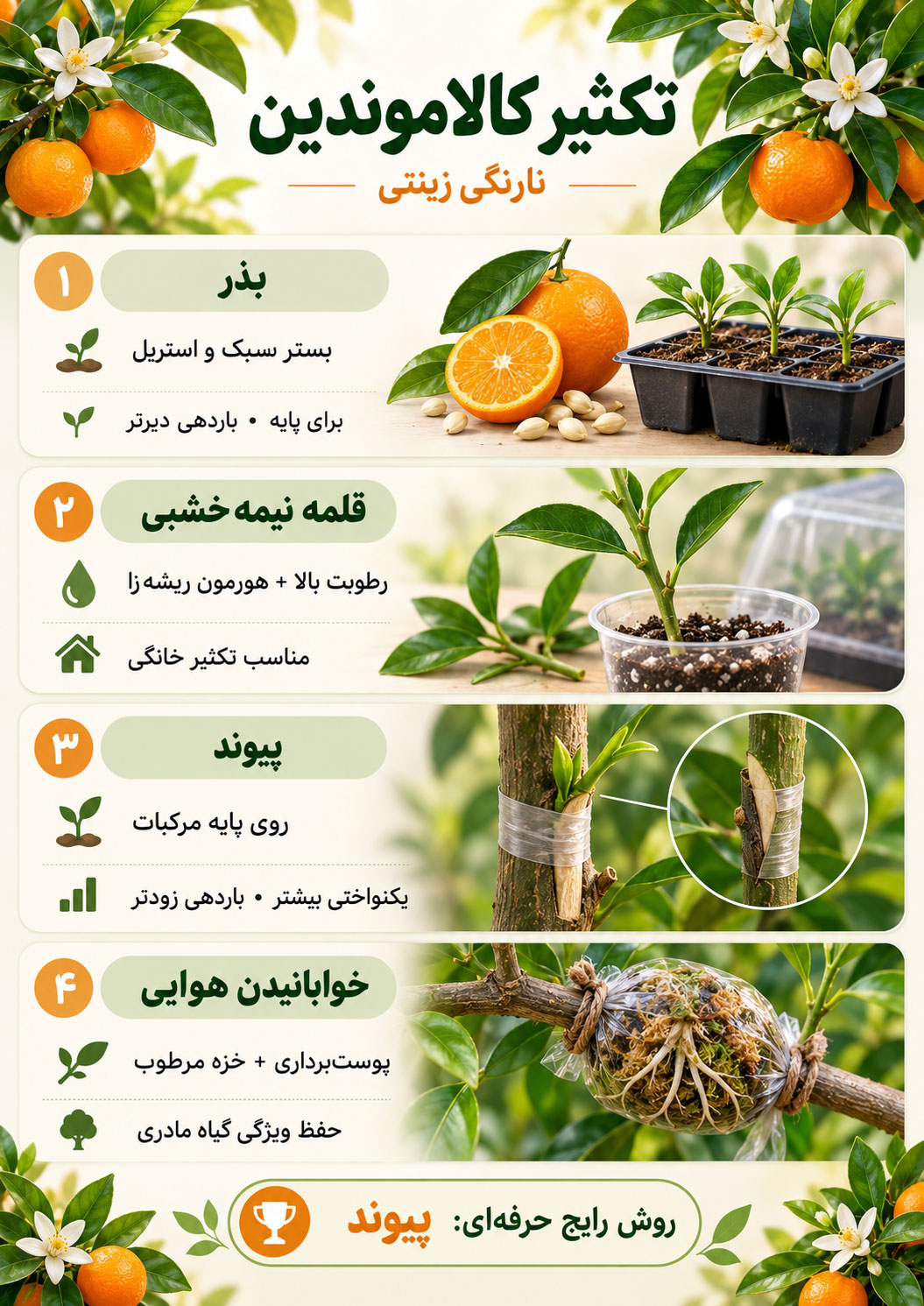 کالاموندین - نارنگی زینتی با گل‌های سفید خوش‌عطر و میوه‌های کوچک نارنجی‌